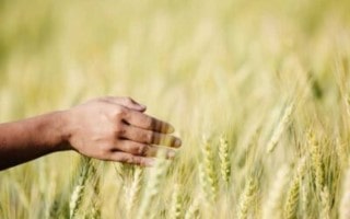 Carbon Offsets Markets in Canada