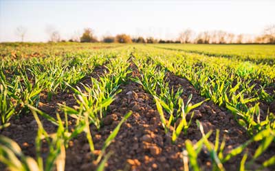 Update on the Federal Greenhouse Gas (GHG) Offset System