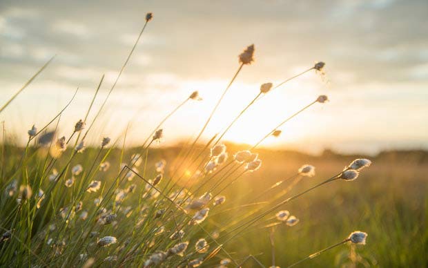 BCC Participates in the Federal Governments Rule Making Process for Canada’s Offset Marketplace