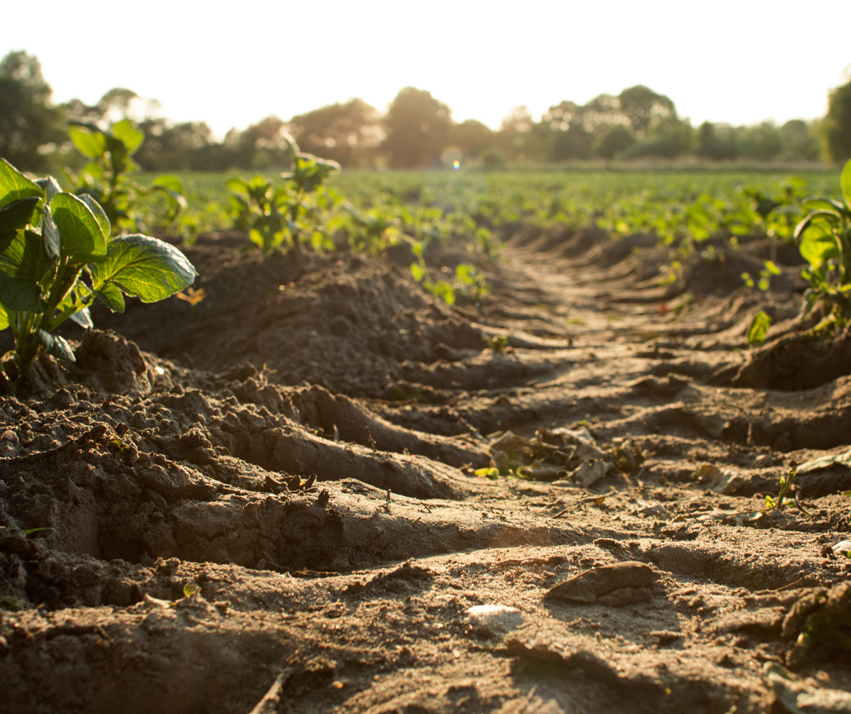 Regenerative Agriculture discusses forms of agricultural practice that actively restore soil quality, biodiversity, and water quality.