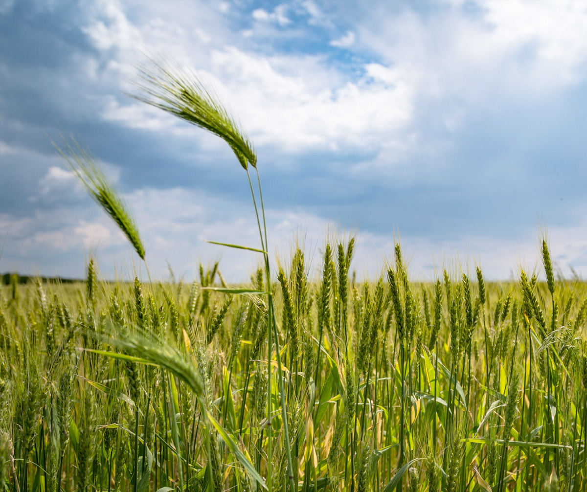 Regenerative Agriculture discusses forms of agricultural practice that actively restore soil quality, biodiversity, and water quality.