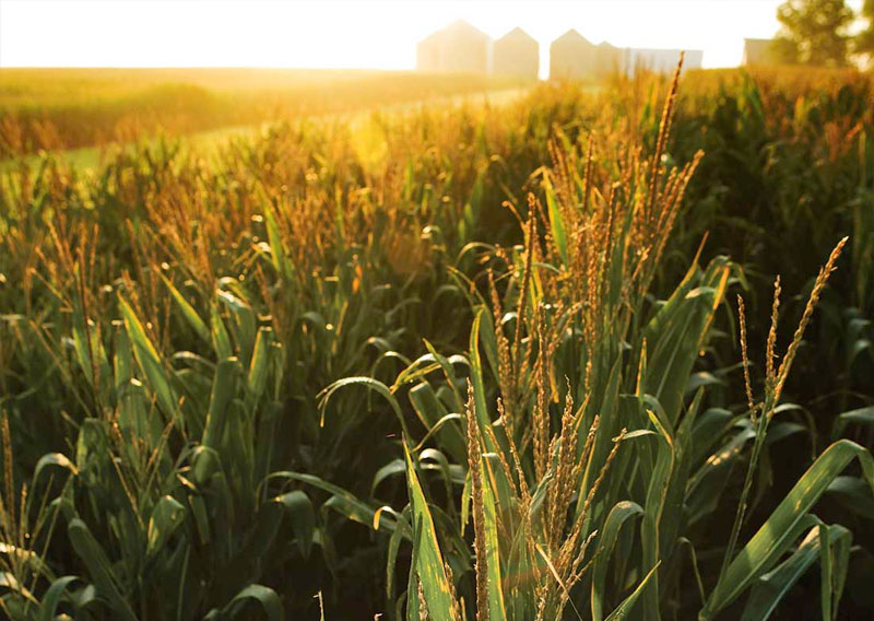 Sustainability Means Markets Must Matter