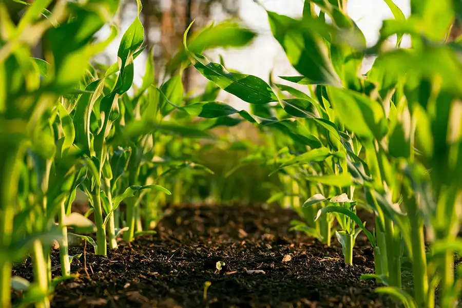 Regenerative Ag is a Farm Management Tactical Decision.